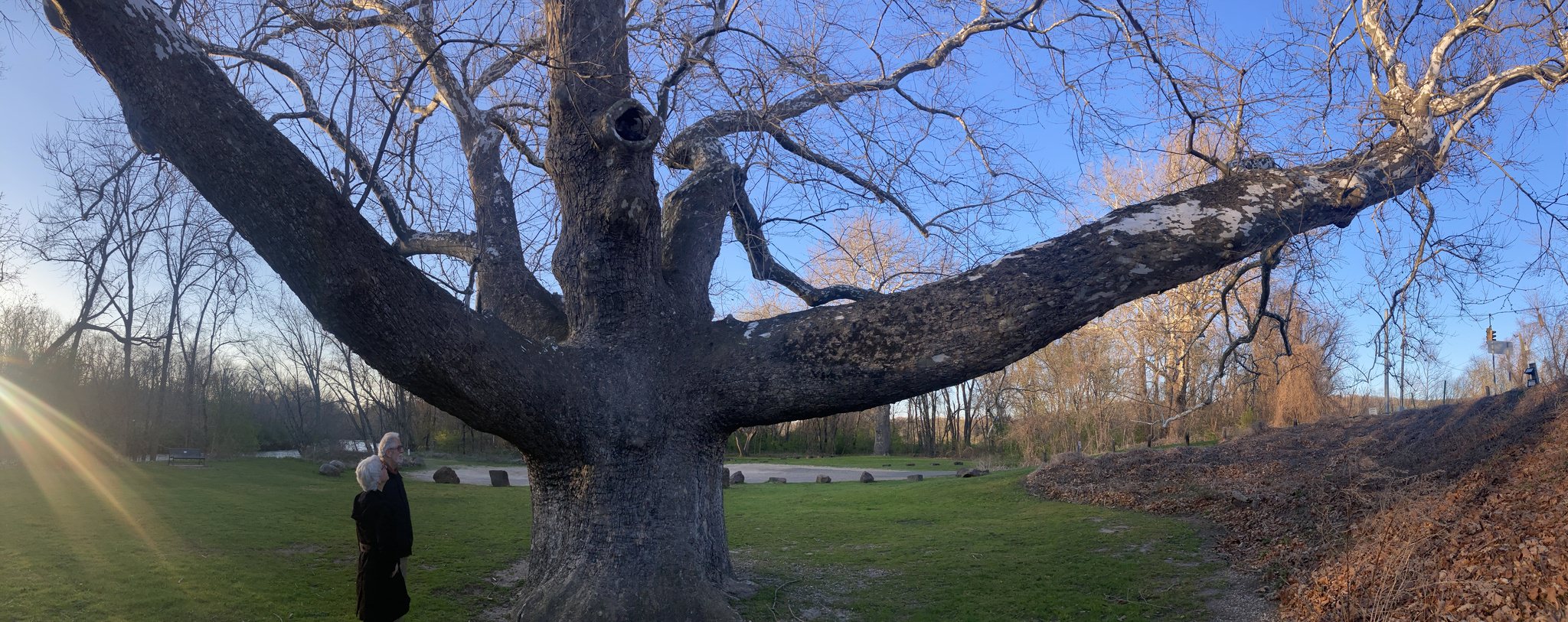 Platanus occidentalis